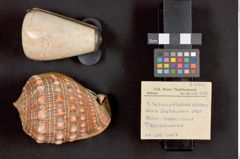 Foto von Schnupftabakdosen aus Kegel- und Helmschnecken (NHMW-ZOO-MO-0081100-ETH-048)